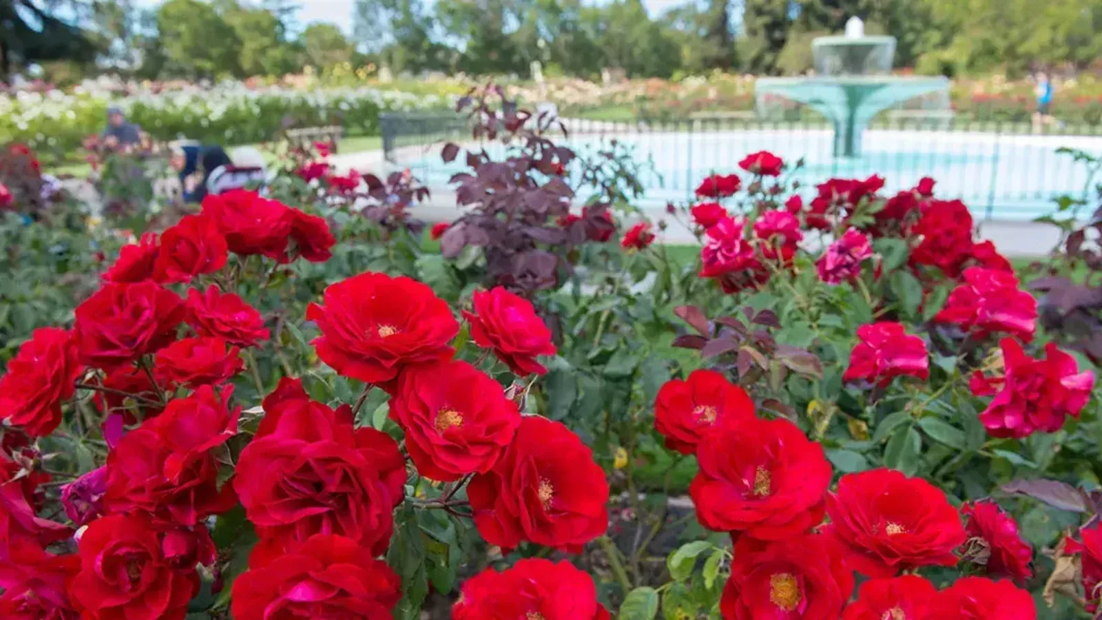 Beds of roses in bloom at the San Jose Municipal Rose Garden